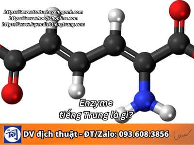 Enzyme tiếng Trung là gì?