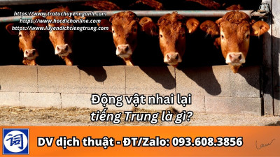 Động vật nhai lại tiếng Trung là gì?