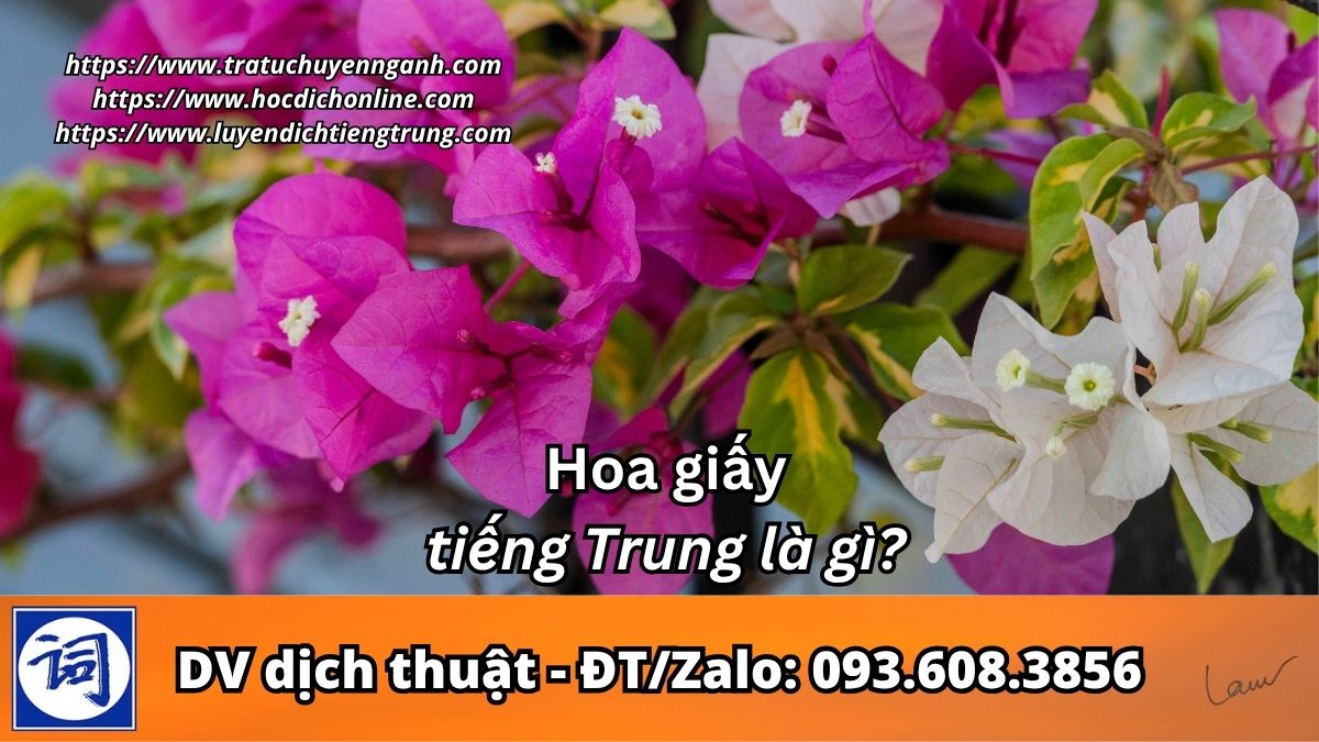 Hoa giấy tiếng Trung là gì?