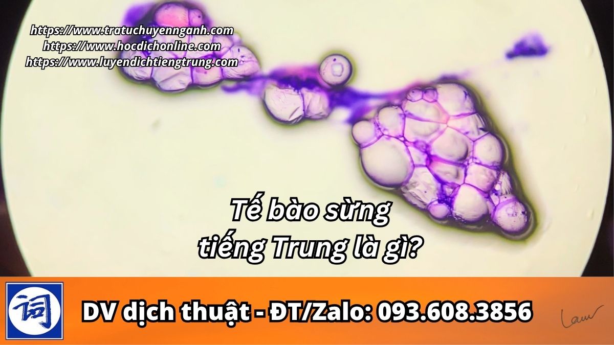 Tế bào sừng tiếng Trung là gì?