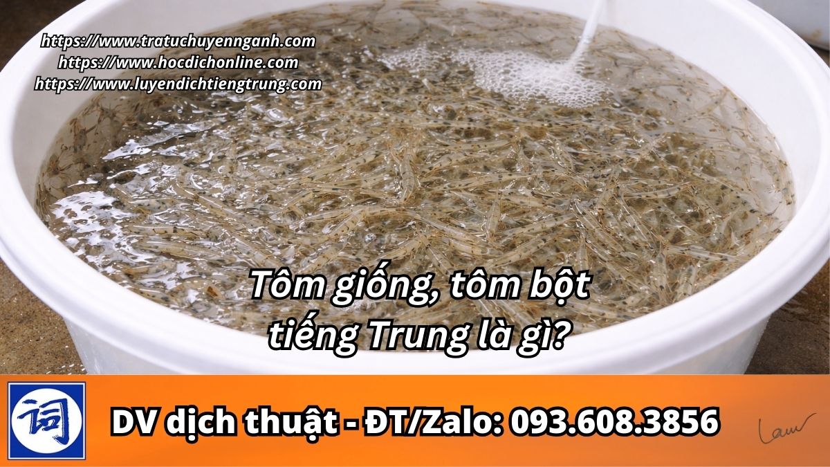 Tôm giống tiếng Trung là gì?
