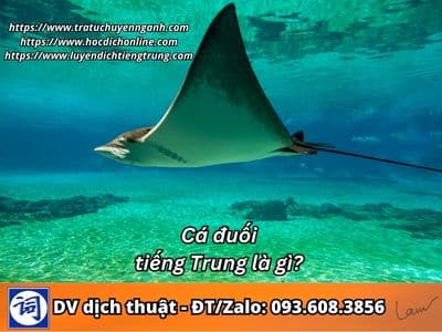 Cá đuối tiếng Trung là gì? 15 Cá đuối tiếng Trung là gì?