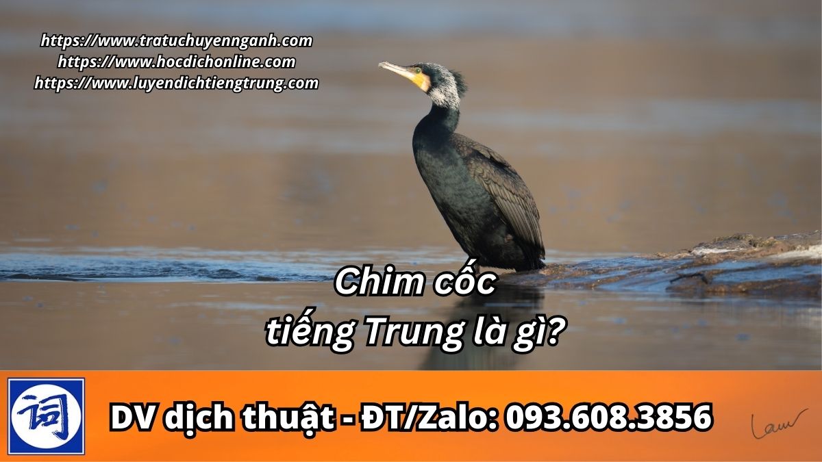 Chim cốc tiếng Trung là gì?