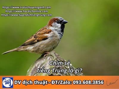 Chim sẻ tiếng Trung là gì?