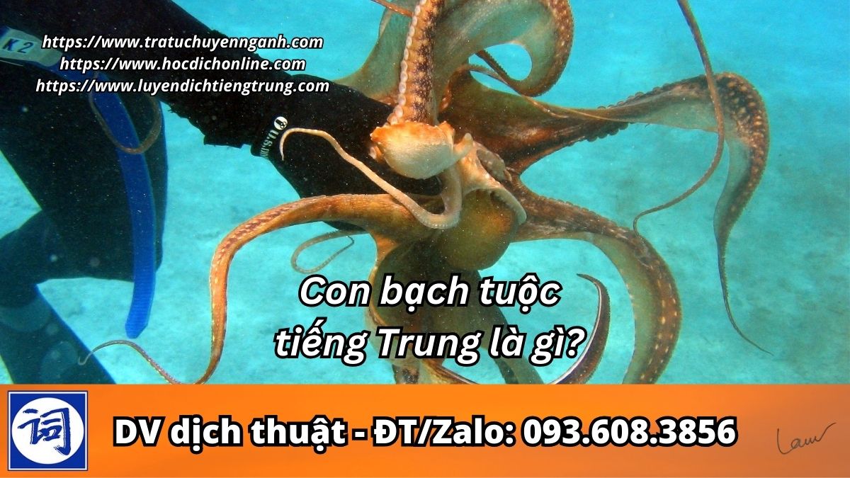 Con bạch tuộc tiếng Trung là gì?