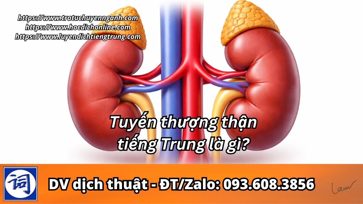 Tuyến thượng thận tiếng Trung là gì?
