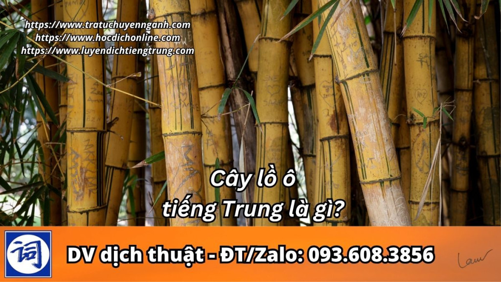 Cây lồ ô tiếng Trung là gì?