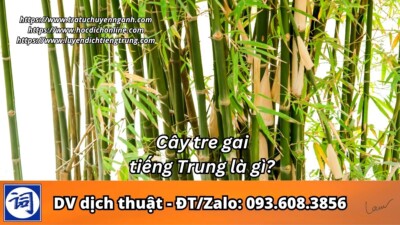 Cây tre gai tiếng Trung là gì?