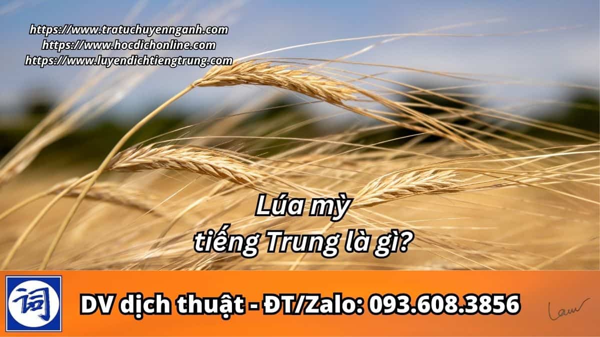 Lúa mỳ tiếng Trung là gì?