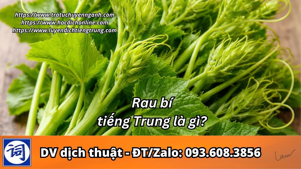 Rau bí tiếng Trung là gì?