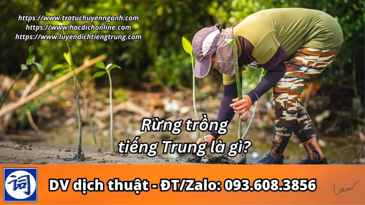 Rừng trồng tiếng Trung là gì?