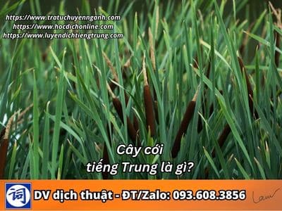 Cây cói tiếng Trung là gì?