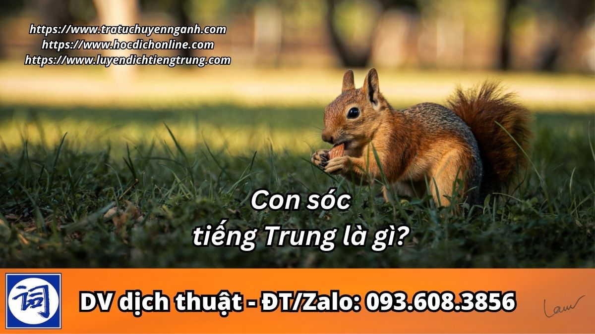 Con sóc tiếng Trung là gì?