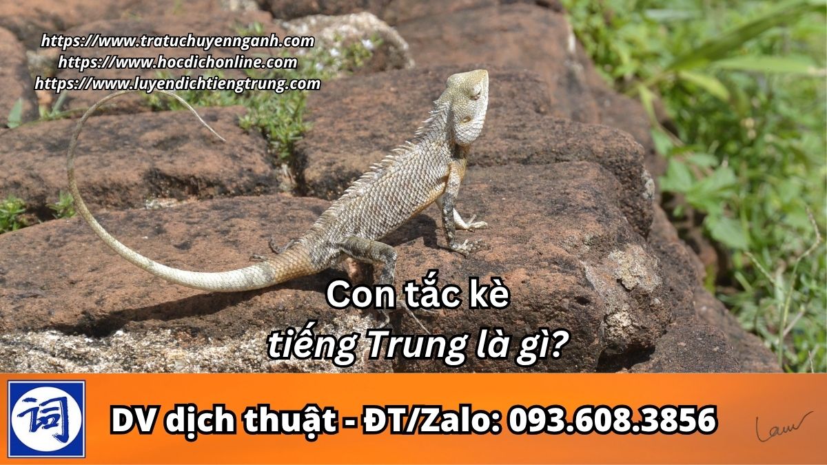 Con tắc kè tiếng Trung là gì? 1 Con tắc kè tiếng Trung là gì?