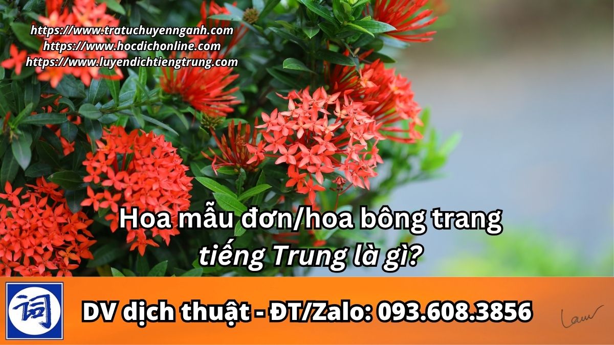 Hoa mẫu đơn (Việt Nam) tiếng Trung là gì?