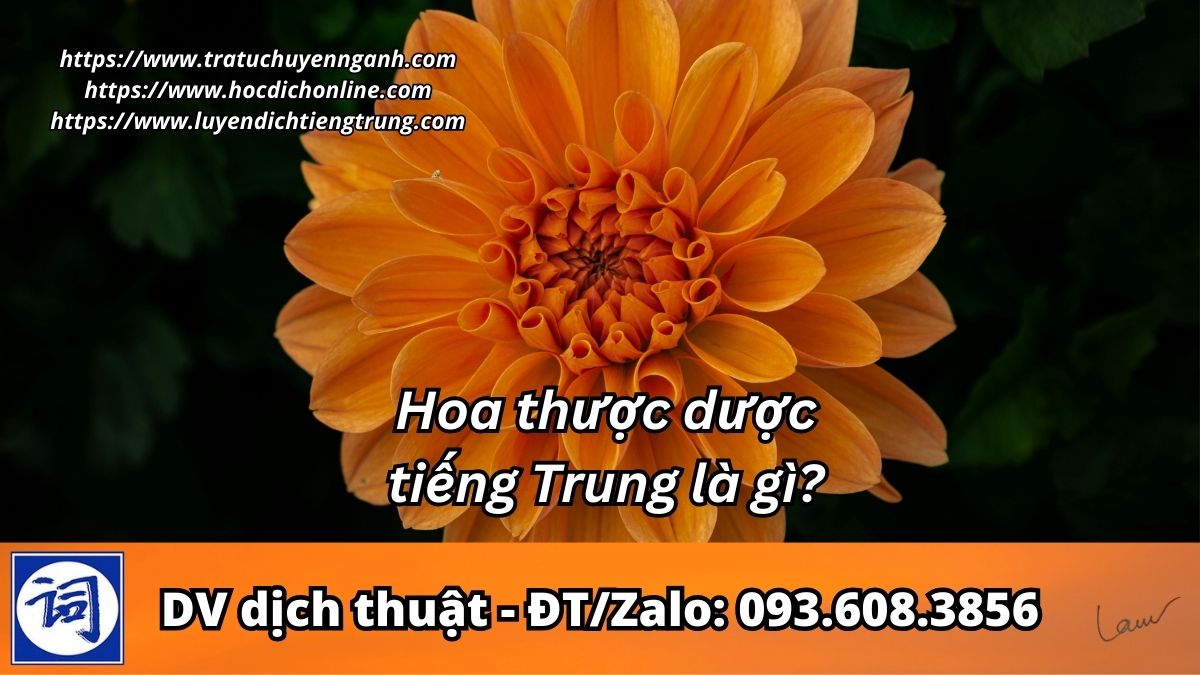 Hoa thược dược tiếng Trung là gì?
