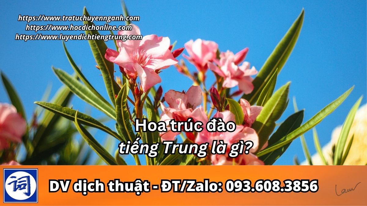 Hoa trúc đào tiếng Trung là gì?