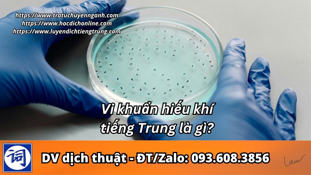 Vi khuẩn hiếu khí tiếng Trung là gì?