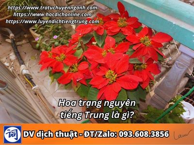 Hoa trạng nguyên tiếng Trung là gi· 1 Hoa trạng nguyên tiếng Trung là gì?