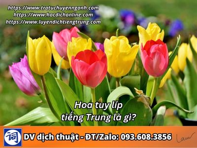 Hoa tuy líp tiếng Trung là gì?