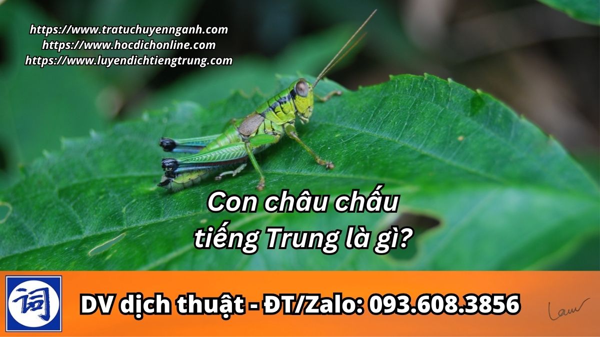 Con châu chấu tiếng Trung là gì?