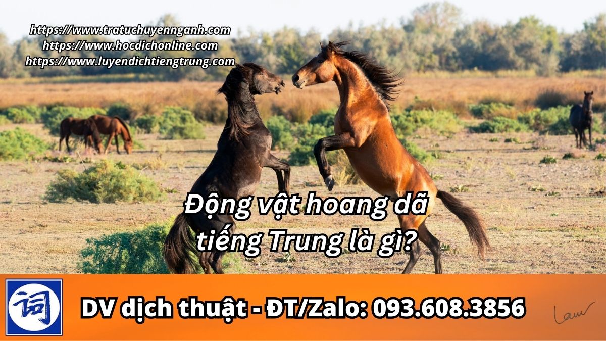 Động vật hoang dã tiếng Trung là gì?