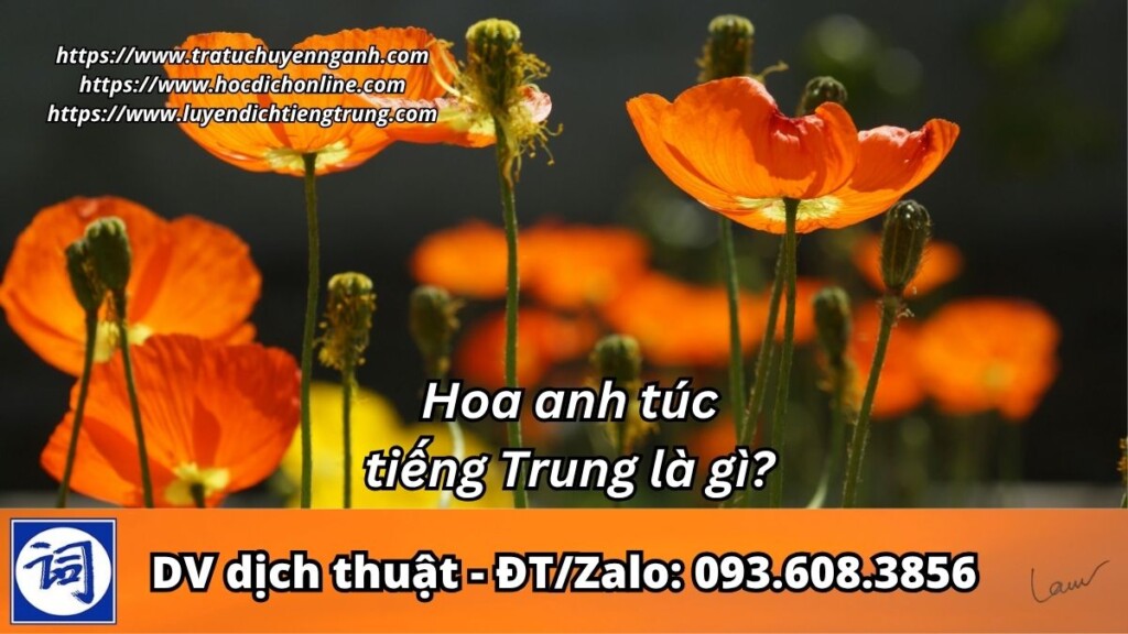 Hoa anh túc tiếng Trung là gì? 1 Hoa anh túc tiếng Trung là gì?