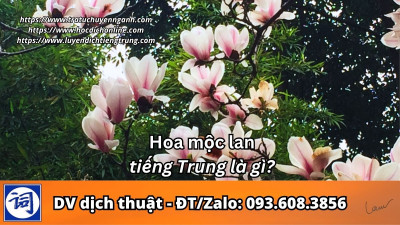 Hoa mộc lan tiếng Trung là gì?