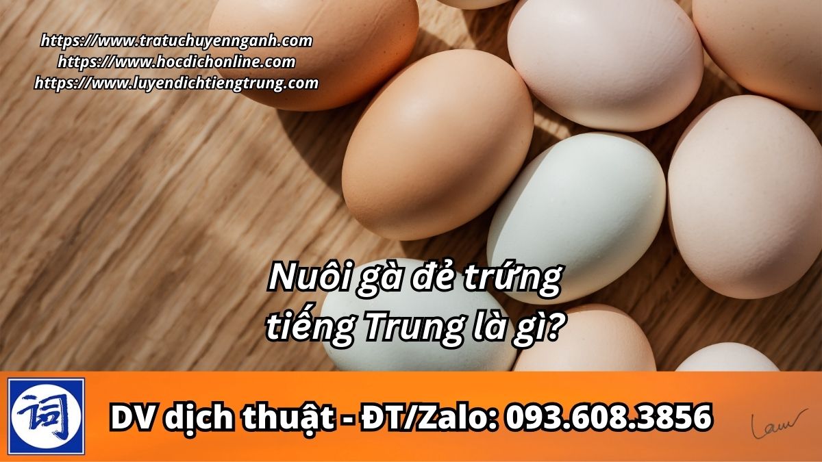 Nuôi gà đẻ trứng tiếng Trung là gì? 9 Nuôi gà đẻ trứng tiếng Trung là gì?