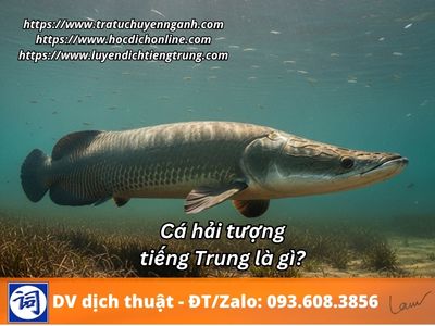 Cá hải tượng tiếng Trung là gì?