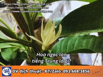 Hoa ngọc lan tiếng Trung là gì? 1 Hoa ngọc lan tiếng Trung là gì?
