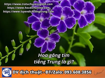 Hoa găng tím tiếng Trung là gì?