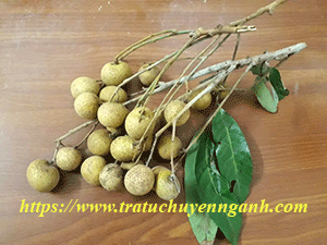 Quả nhãn tiếng Trung là gì?