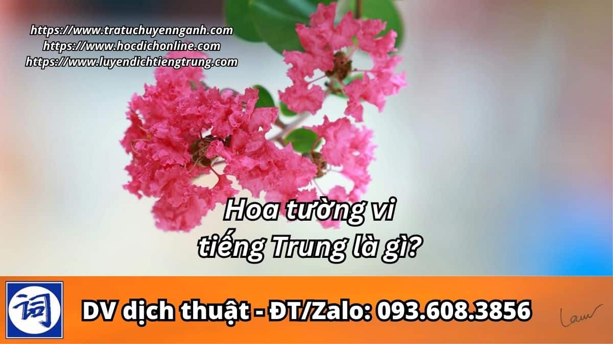 Hoa tường vi tiếng Trung là gì? 10 Hoa tường vi tiếng Trung là gì?