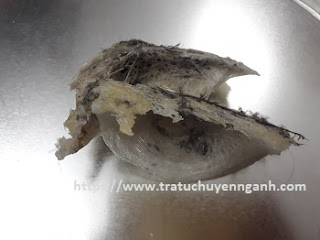 Tổ yến - Yến sào tiếng Trung là gì? 4 toyen