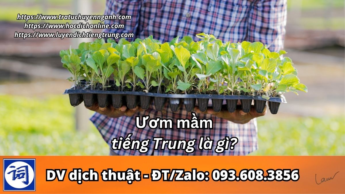 Ươm mầm tiếng Trung là gì?