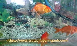 Cá cảnh tiếng Trung là gì?