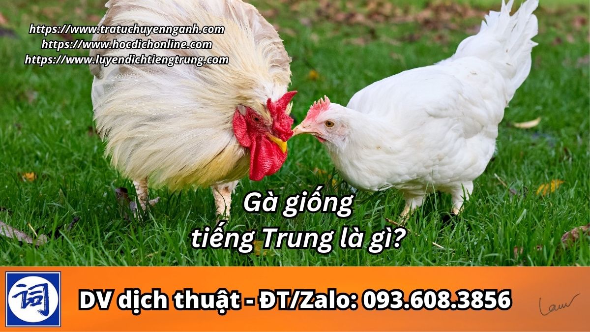 Gà giống tiếng Trung là gì?