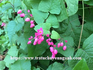 Hoa tigon tiếng Trung là gì?