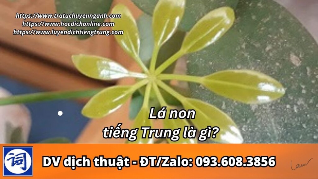 Lá non tiếng Trung là gì?
