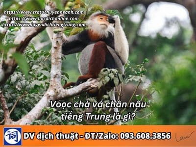 Voọc chà vá chân nâu tiếng Trung là gì?