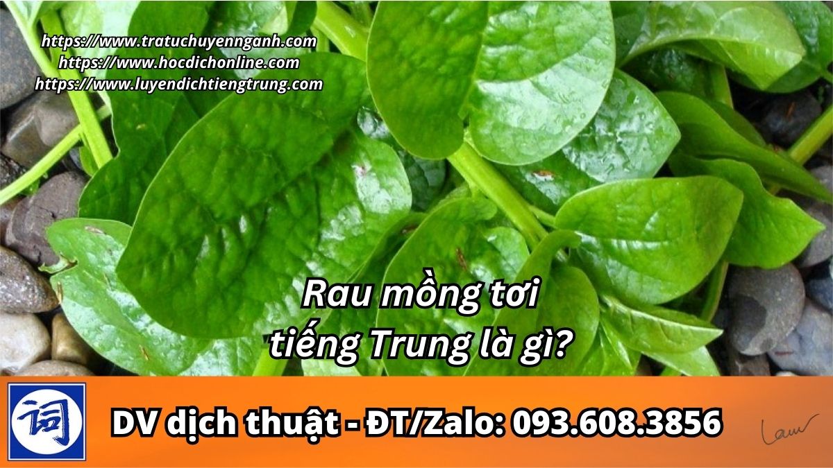 Rau mồng tơi tiếng Trung là gì? 2 Rau mồng tơi tiếng Trung là gì?