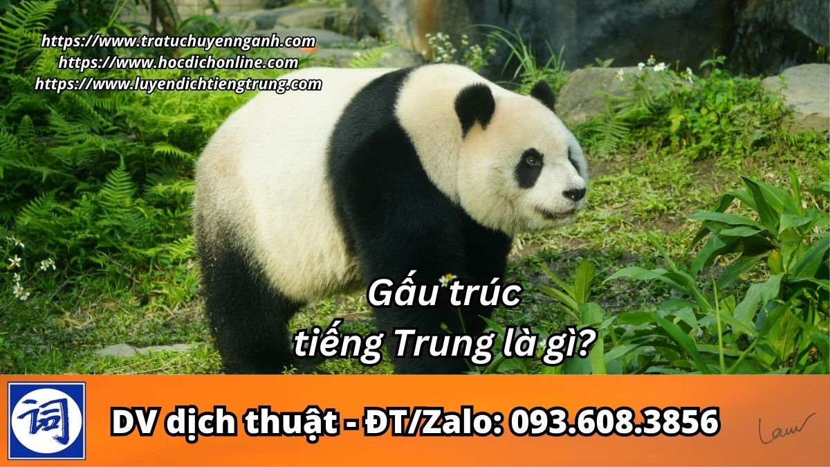 Gấu trúc tiếng Trung là gì?