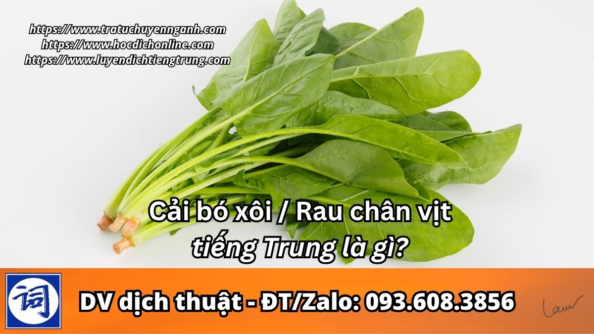 Cải bó xôi tiếng Trung là gì?
