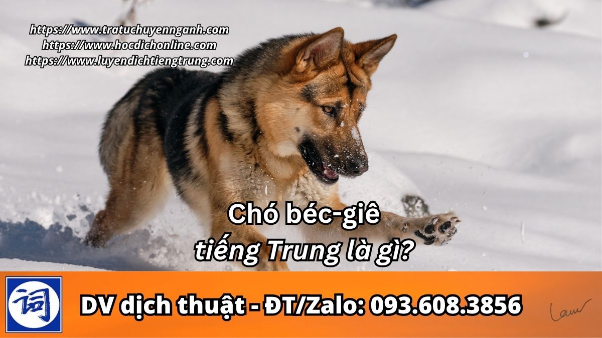 Chó béc-giê tiếng Trung là gì?