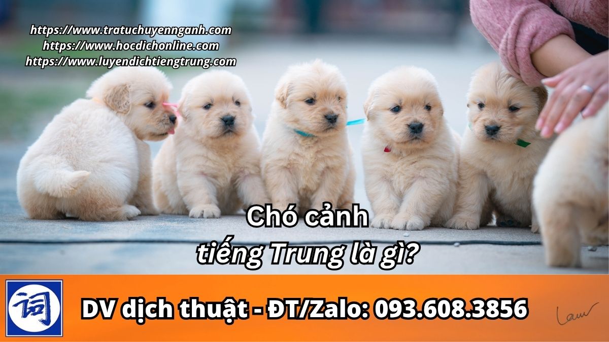 Chó cảnh tiếng Trung là gì?