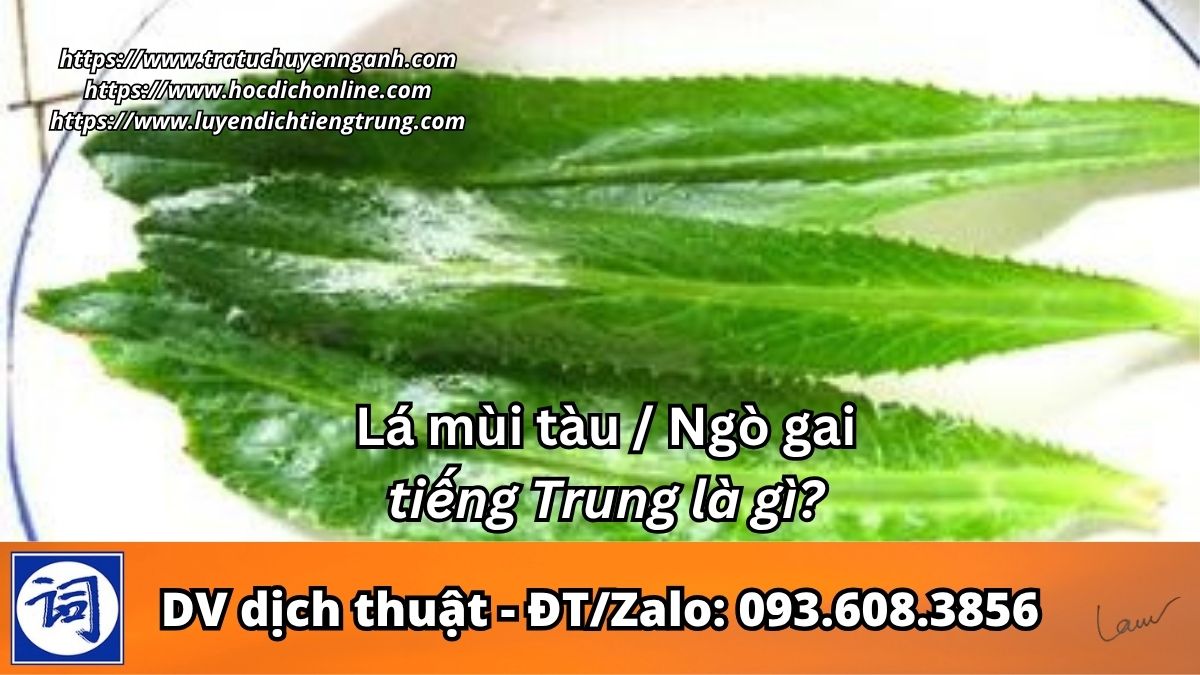 Lá mùi tàu tiếng Trung là gì? 1 Lá mùi tàu tiếng Trung là gì?