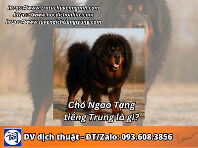 Chó ngao Tạng tiếng Trung là gì? 1 Chó ngao Tạng tiếng Trung là gì?
