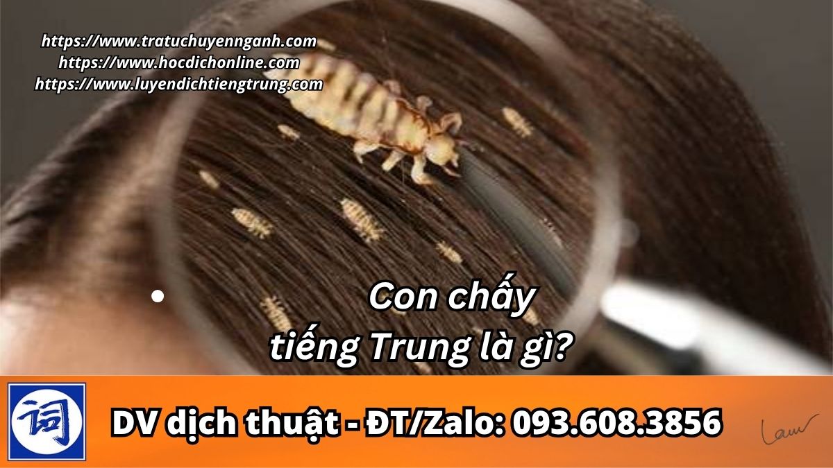 Con chấy tiếng Trung là gì?