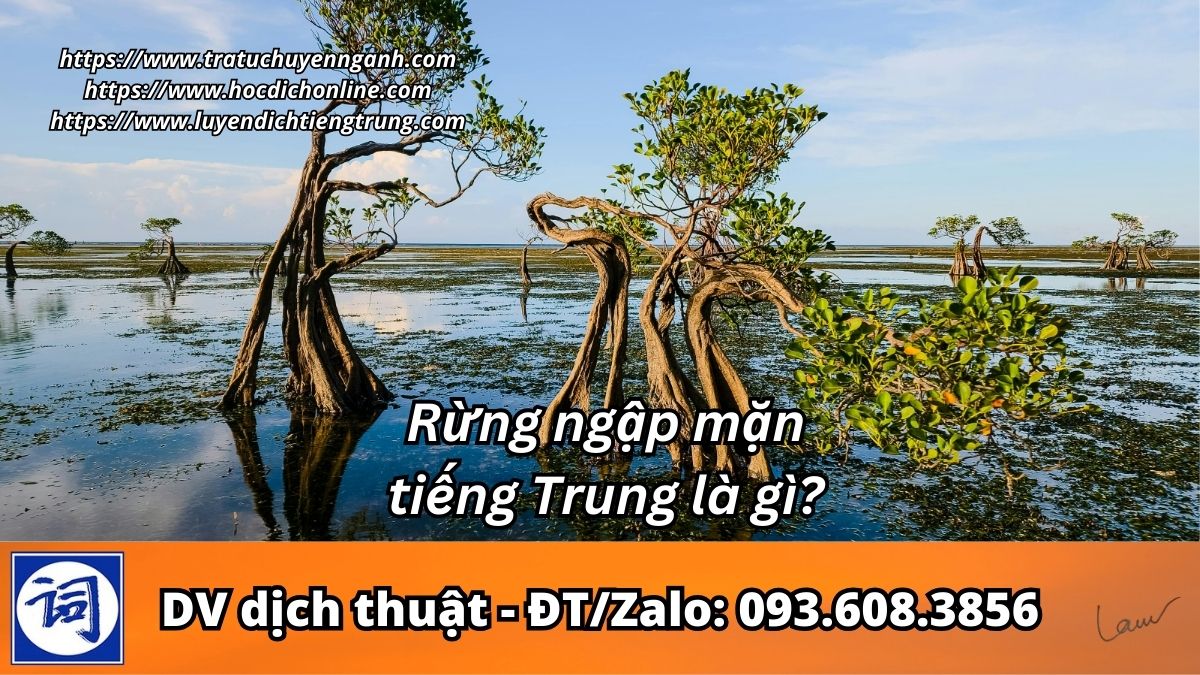 Rừng ngập mặn tiếng Trung là gì?